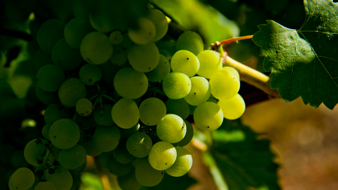 Uno dei vitigni più rari e preziosi della Sardegna