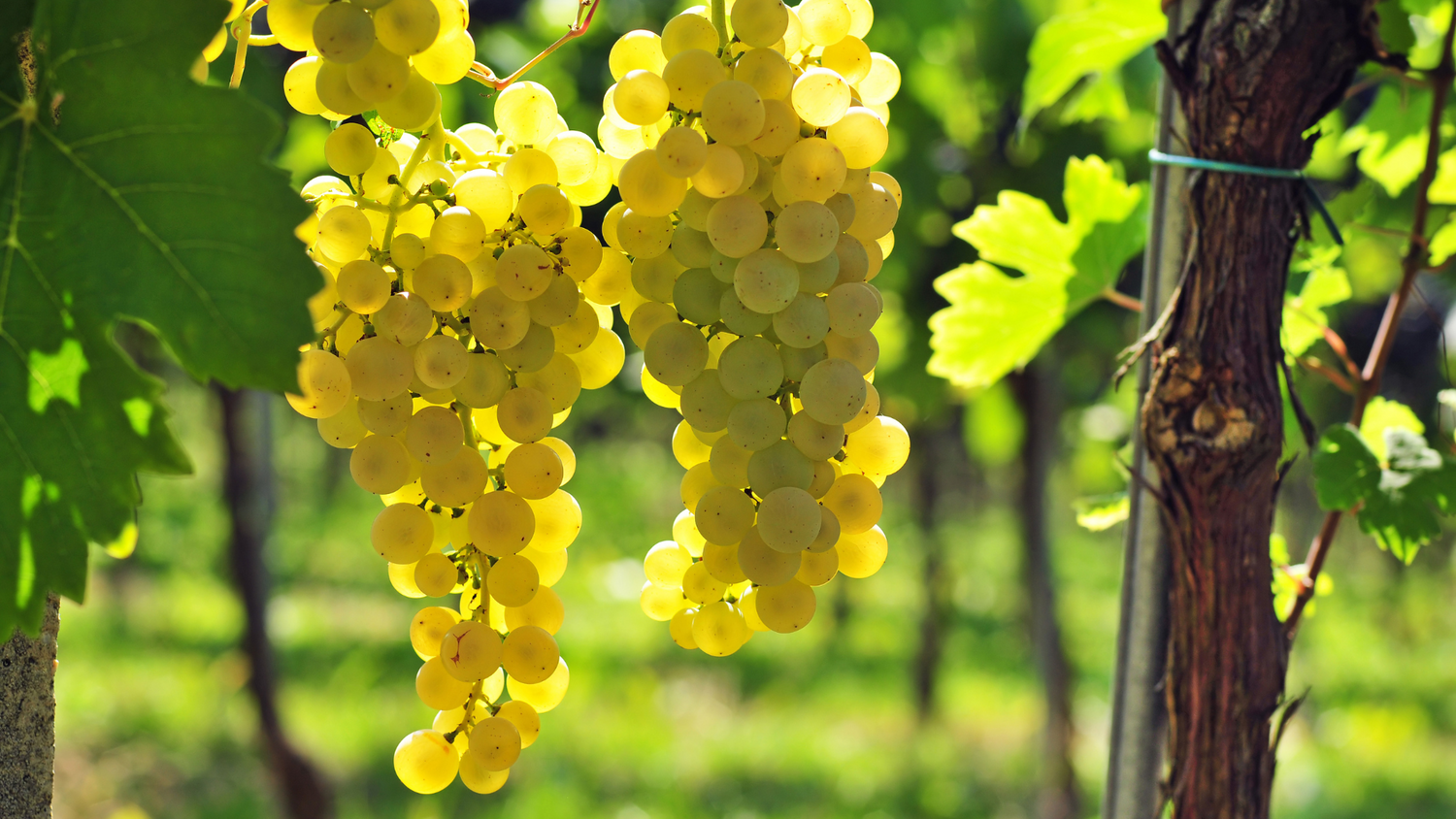 Nebbiolo di Luras Bianco