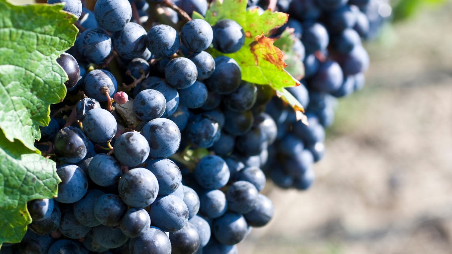 Cabernet