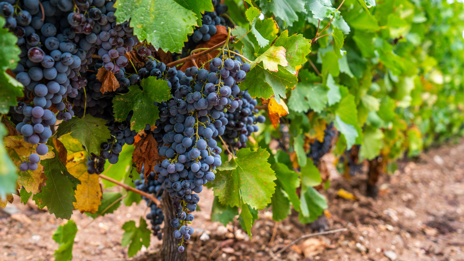 Cannonau di Sardegna