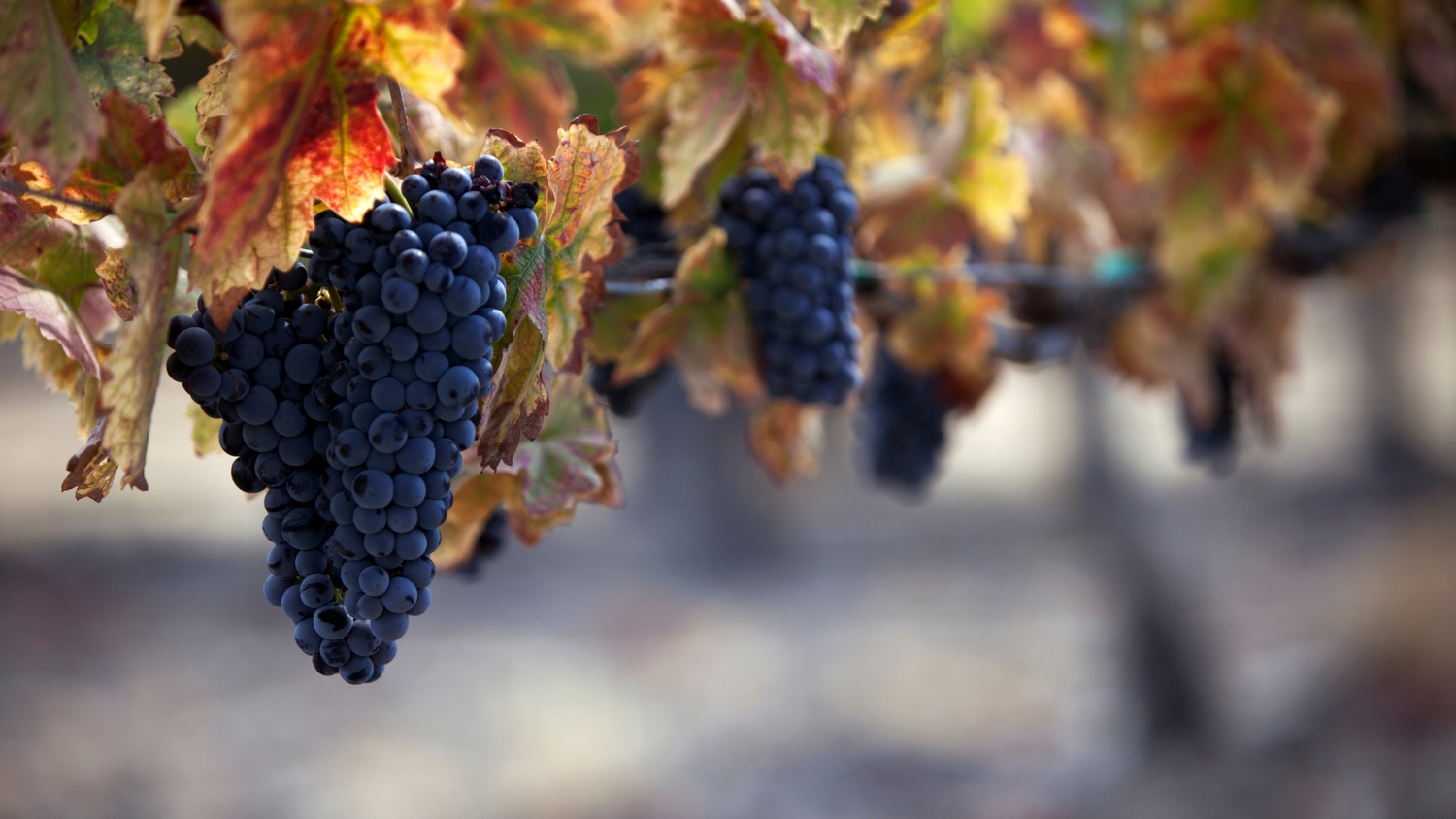 Merlot