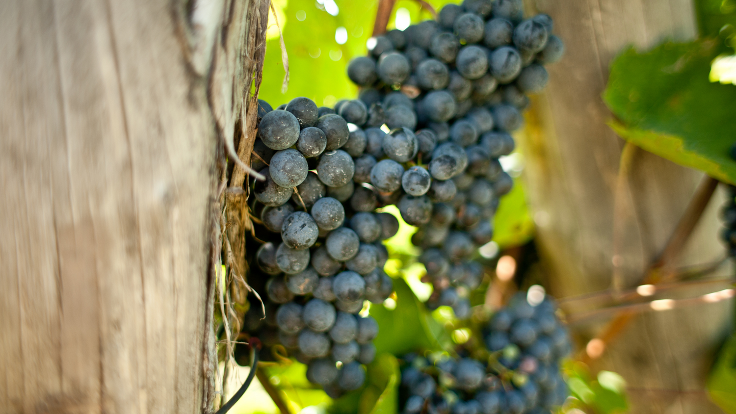 Sangiovese