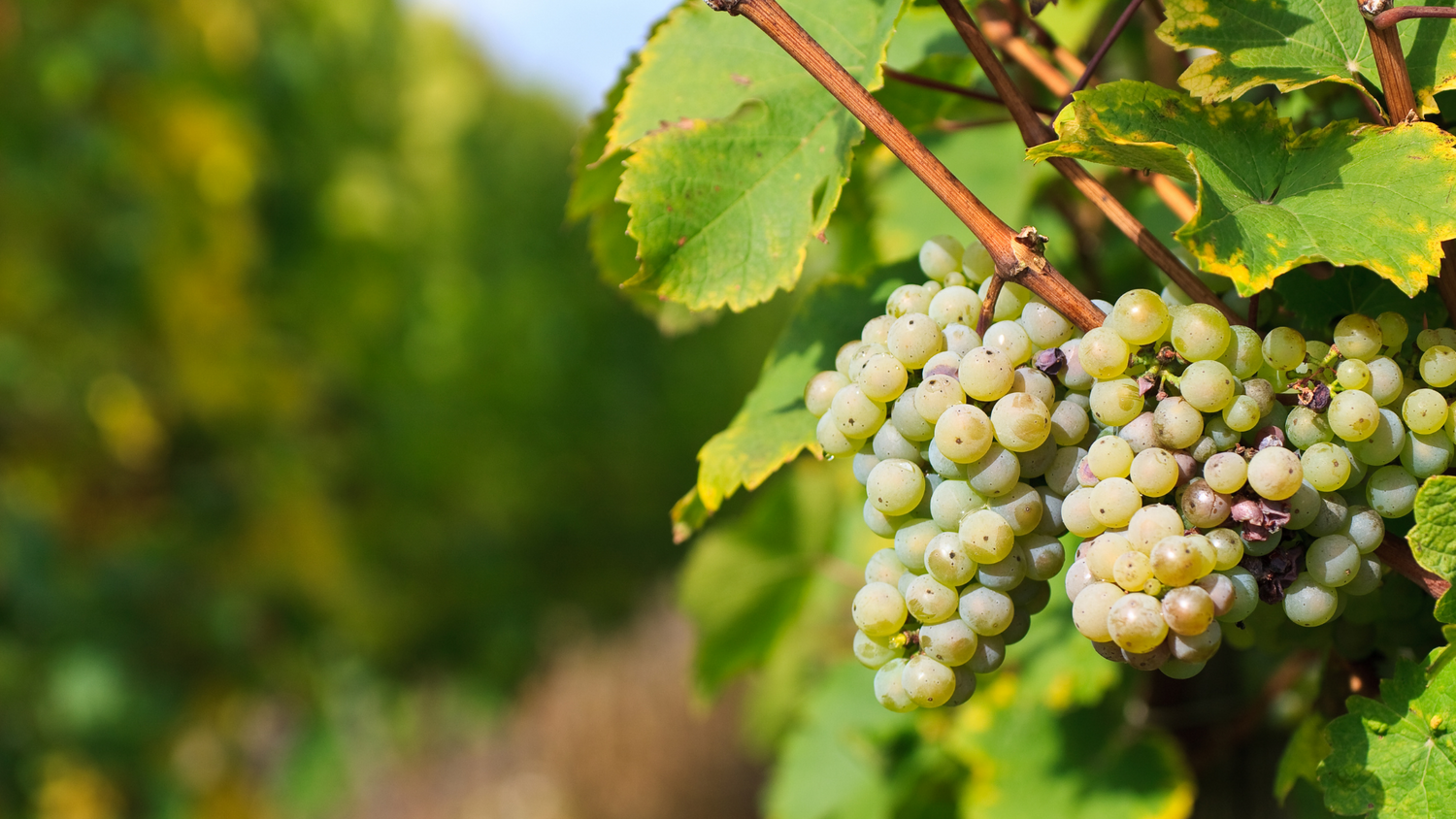 Sauvignon Blanc