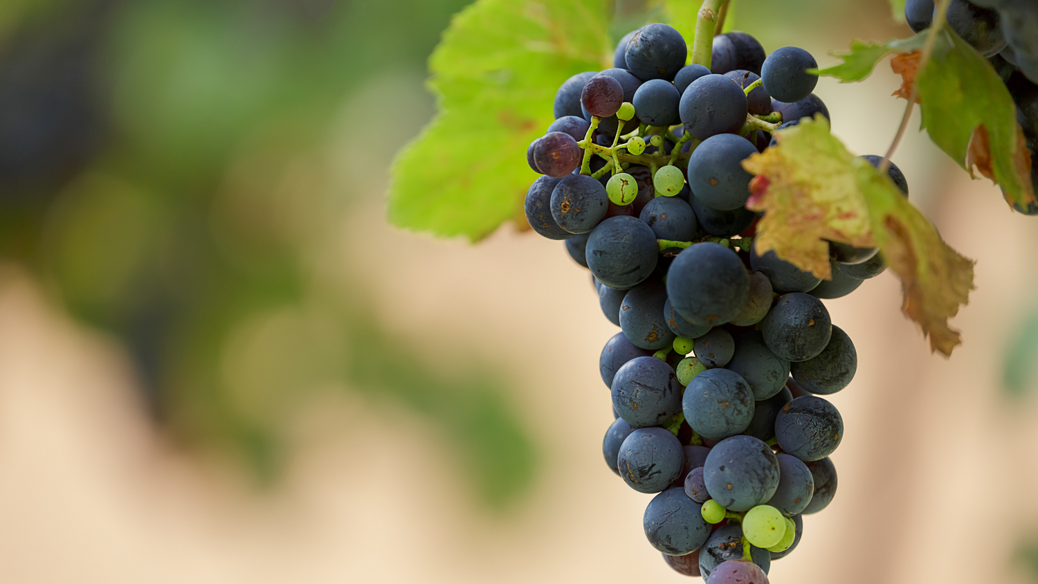 Syrah