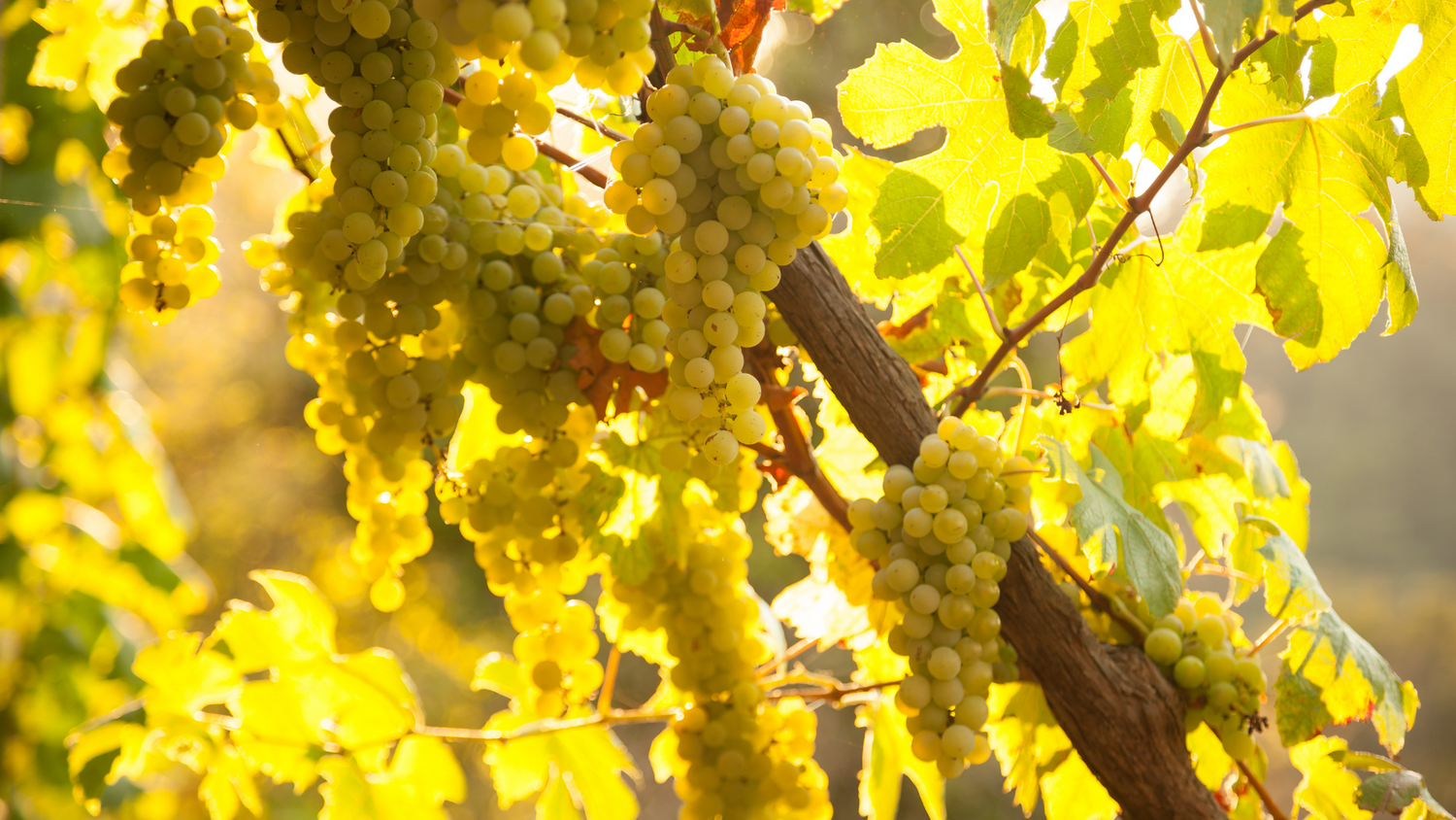 Vernaccia di Oristano